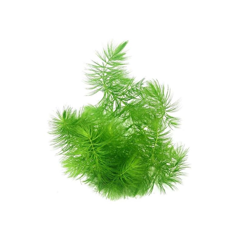 Planta acvariu Ceratophyllum Demersum Stoffels - imagine 4